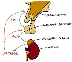 the adrenal cortex secretes all of the following hormones except