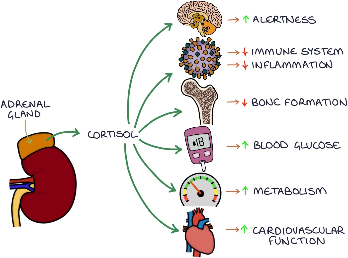 Cortisol and the Adrenal Axis – Zero To Finals