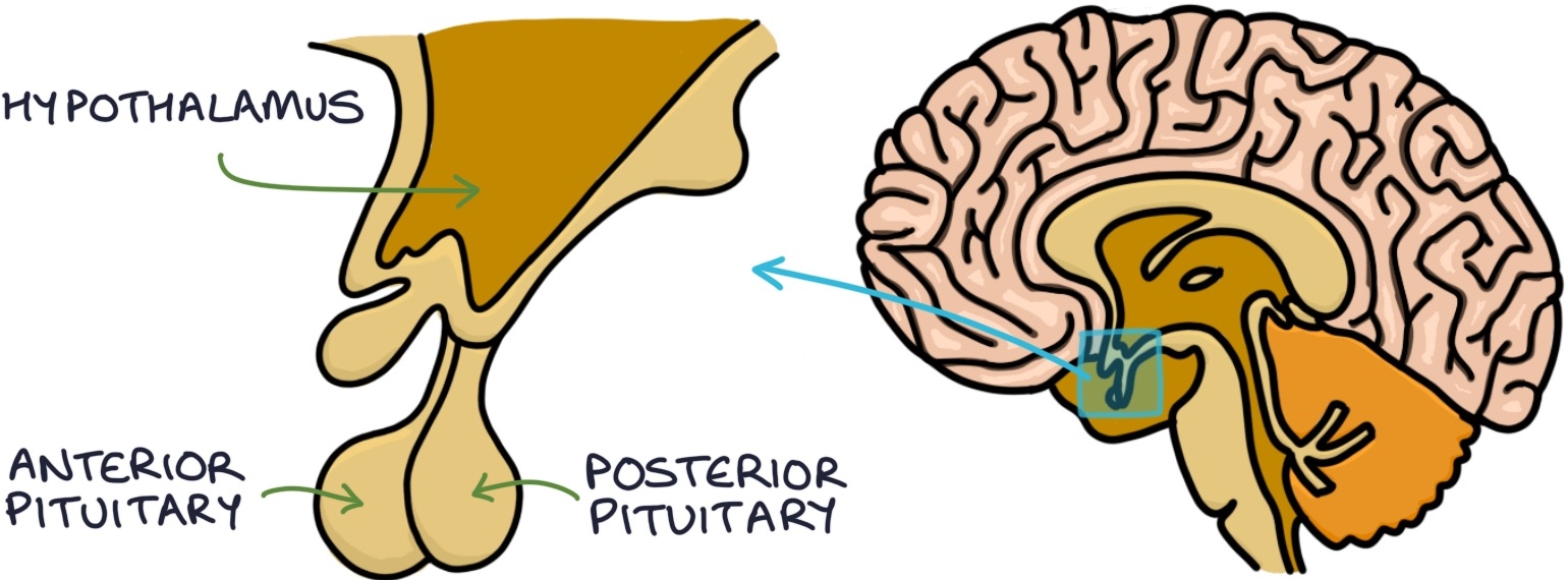 Hypothalamus and Pituitary – Zero To Finals