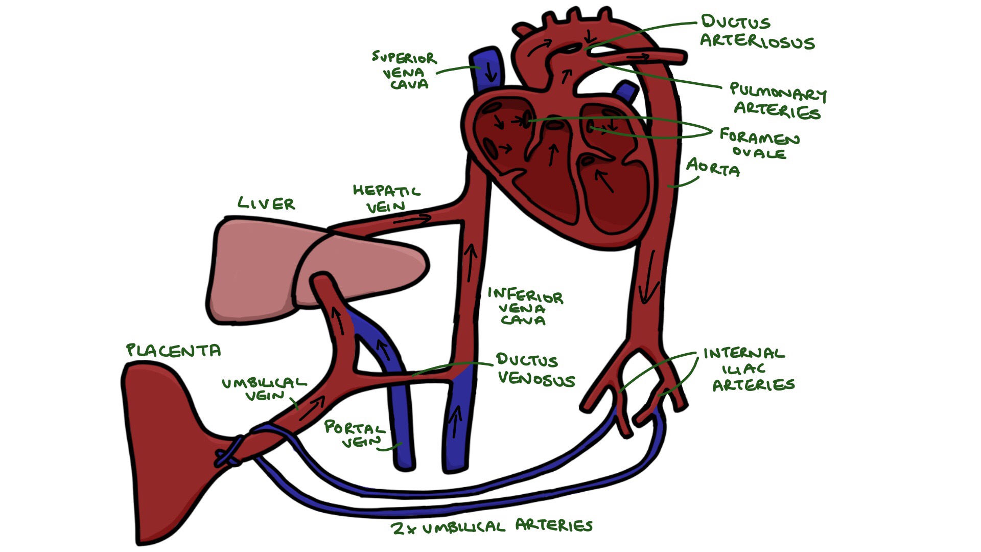 Fetal Circulation – Zero To Finals