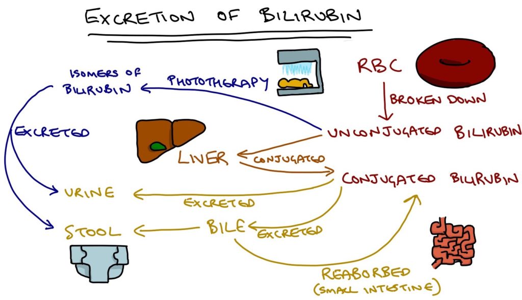 bilirubin conjugation