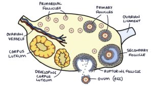 Basic Anatomy – Zero To Finals