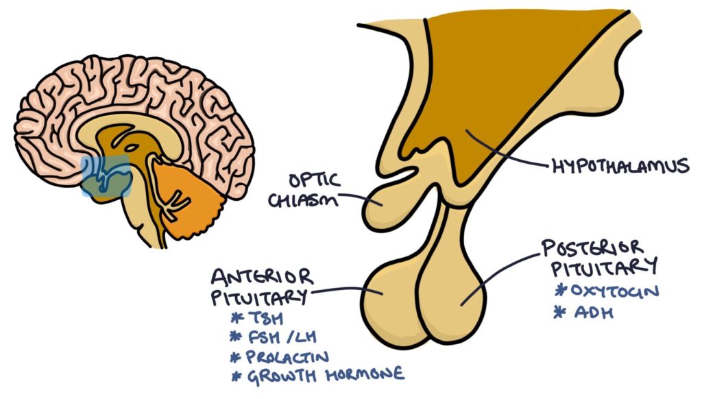 anterior pituitary growth hormone