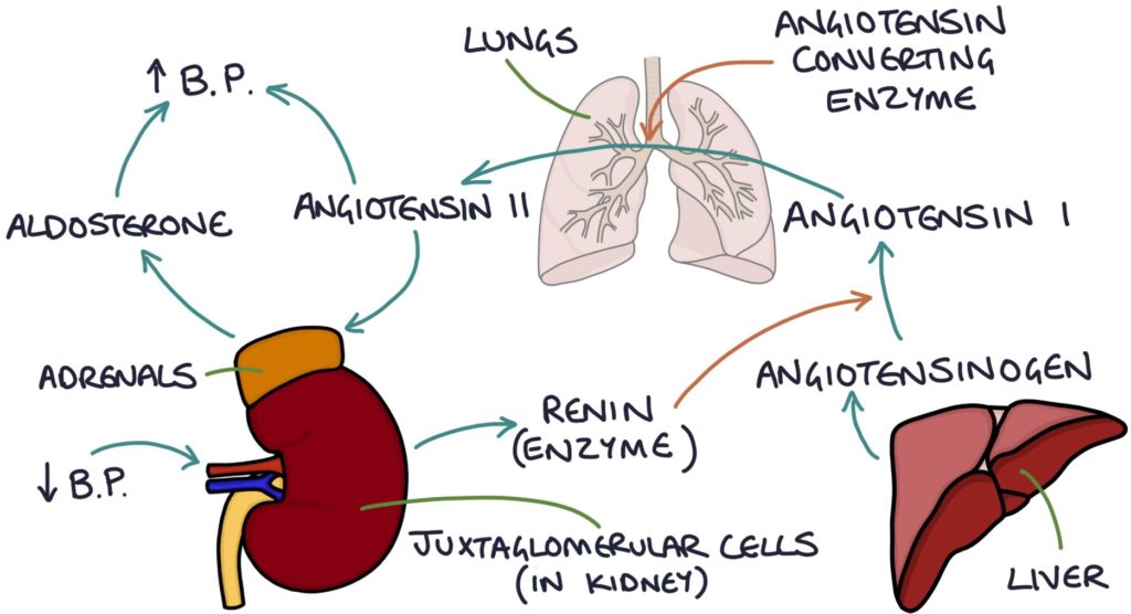 Hyperaldosteronism – Zero To Finals