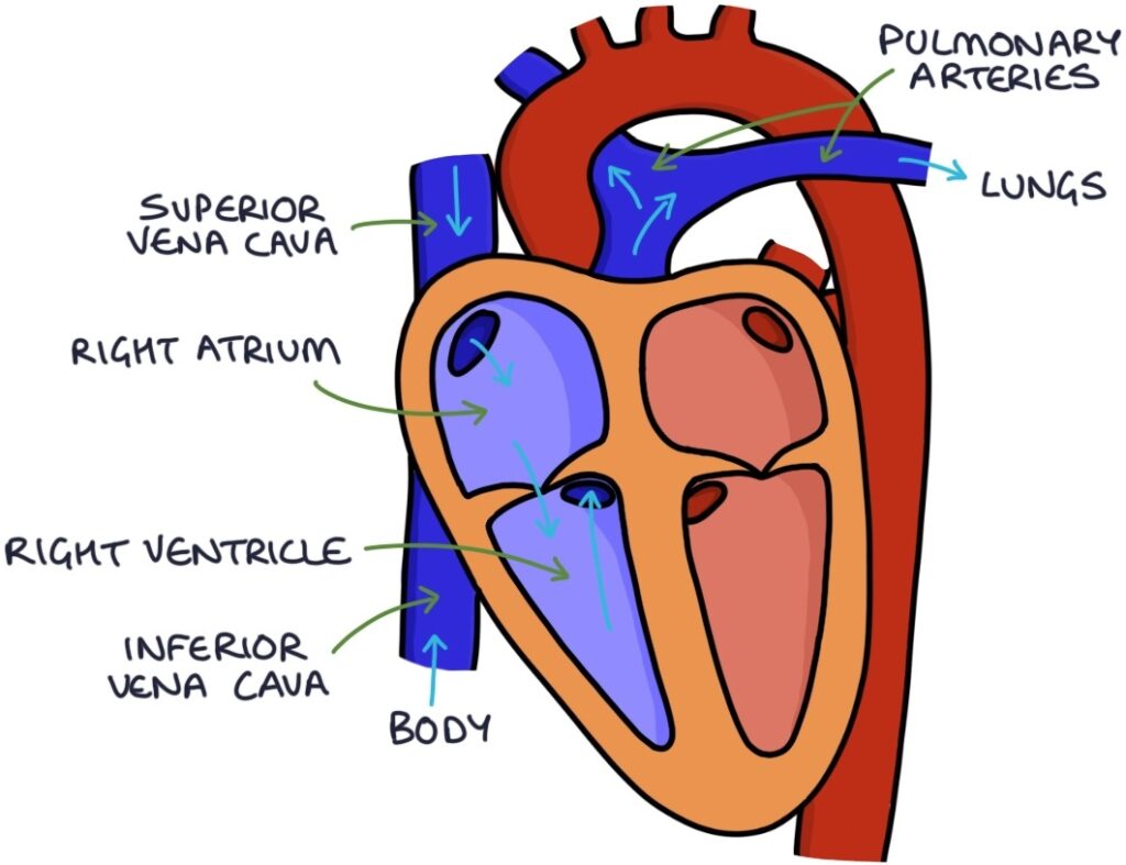 ECG Basics and Sinus Rhythm – Zero To Finals