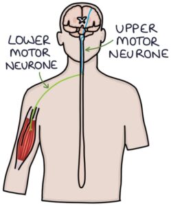 lower motor neuron location